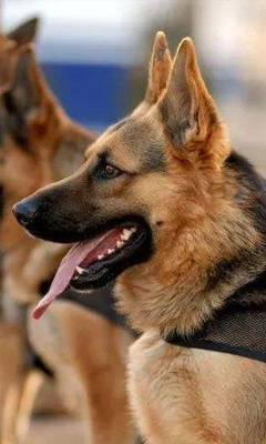 警犬中队